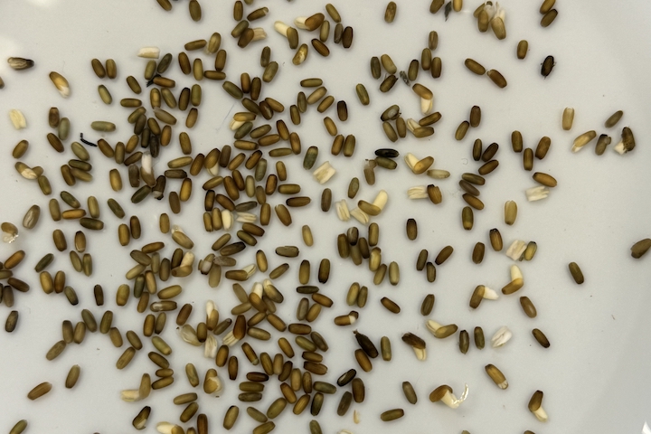 seagrass seeds